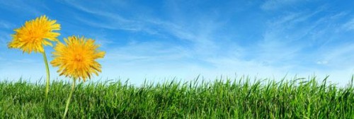 Green initiative dandelions and blue sky photo
